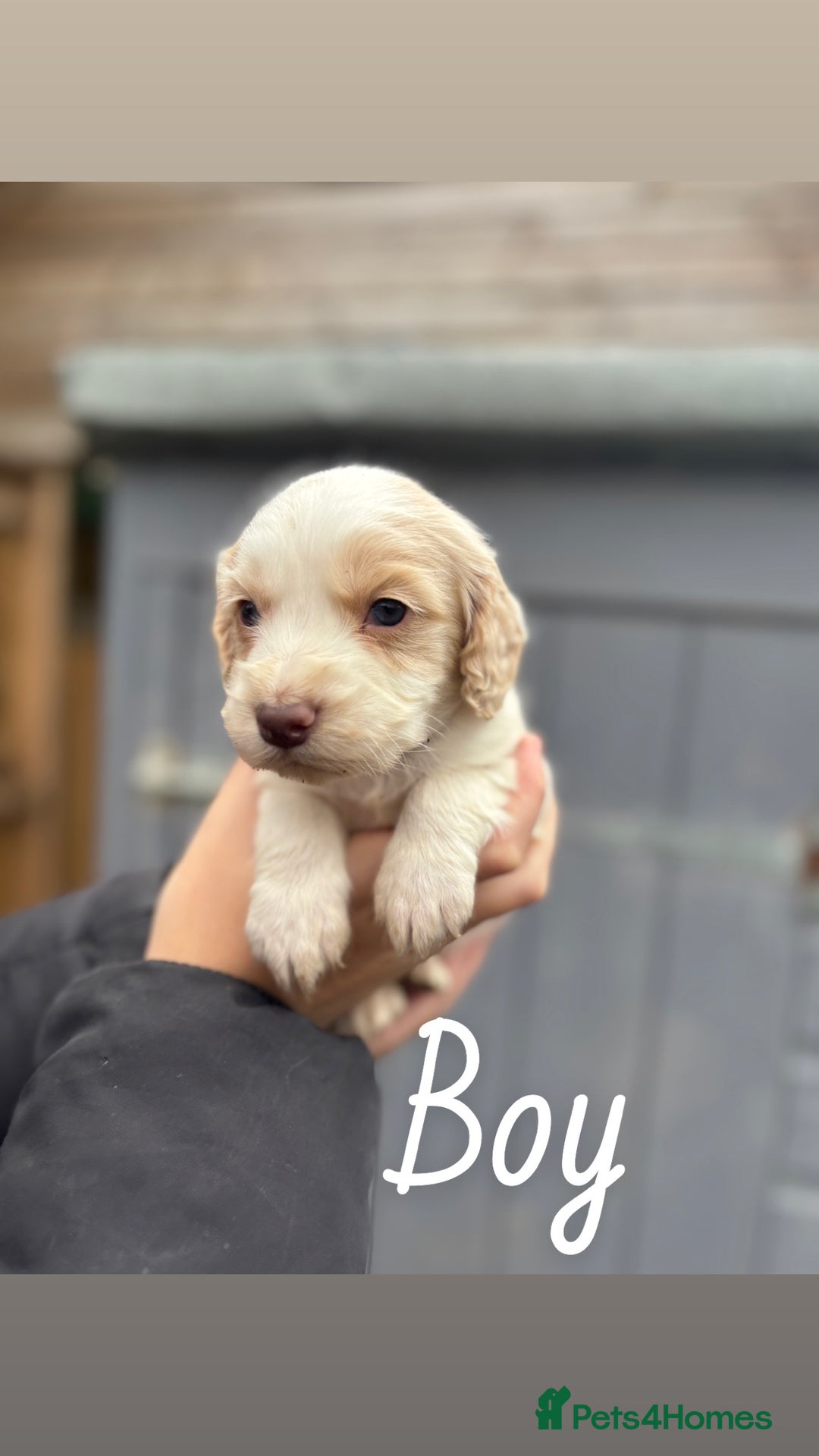 Cocker Spaniel dogs for sale: Gorgeous working cocker spaniel puppies  - Image 8