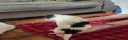 Mixed Breed dogs for sale: Tibetan Terrier x Sprocker Puppies in Dunfermline - Advert 15