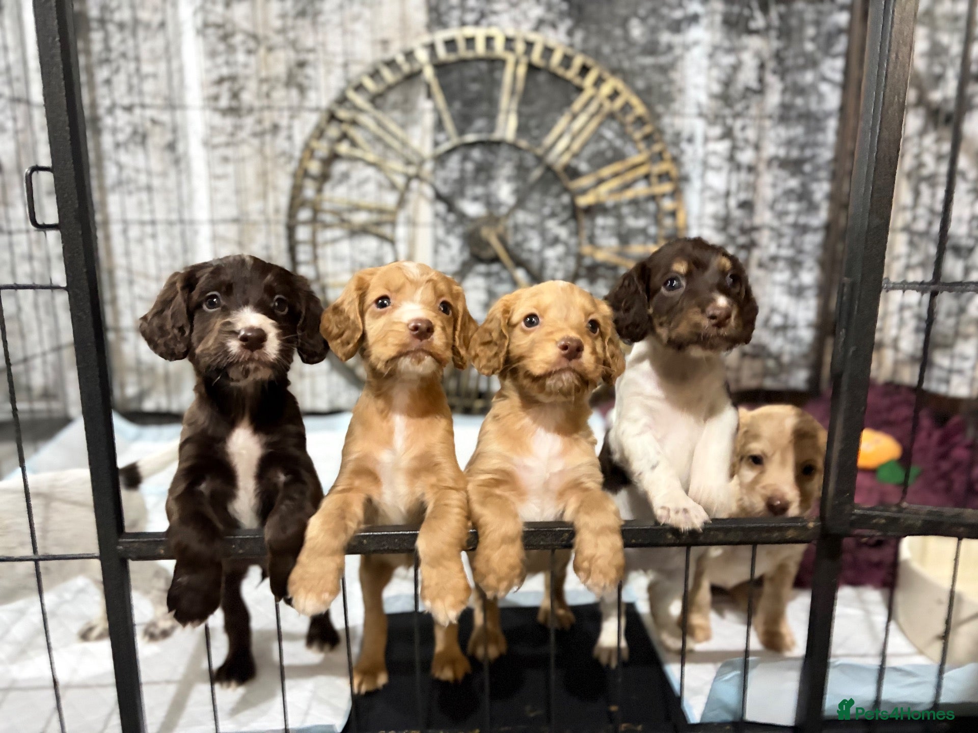 Cocker Spaniel dogs 🤍 Cocker spaniel puppies 🤍 - Advert 1