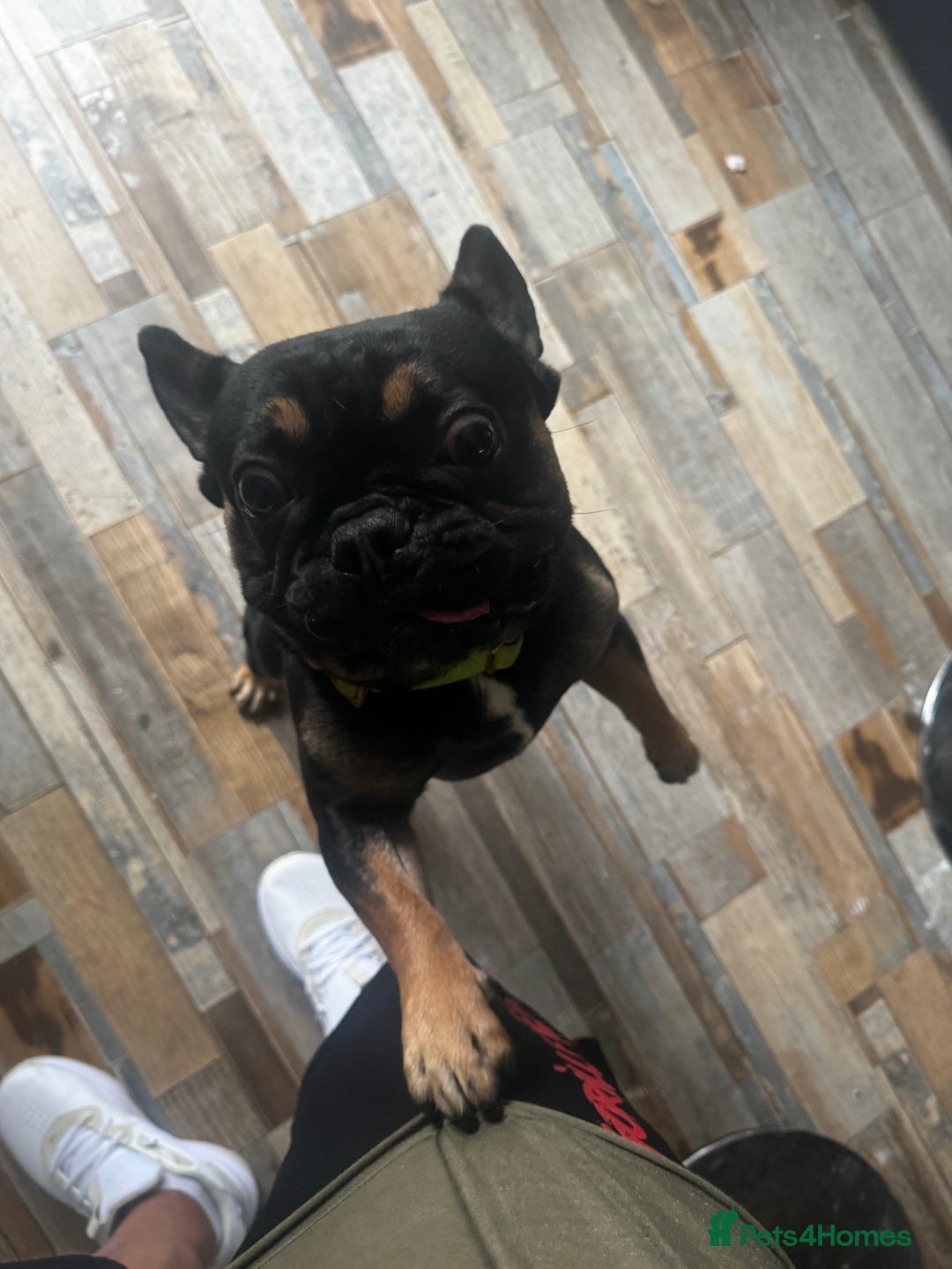 French Bulldog dogs for sale: Kylo needs a new home  - Image 3