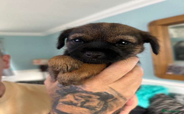 Border Terrier dogs - Advert 1