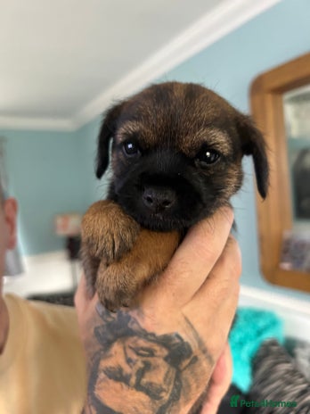 Border Terrier dogs - Advert 3