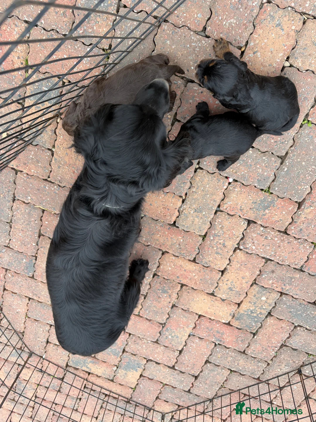 Cocker Spaniel dogs for sale: Cocker spaniel puppy’s  - Advert 1