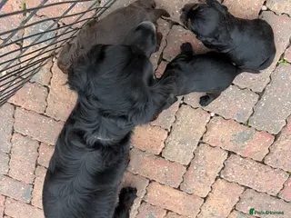 Cocker Spaniel dogs Cocker spaniel puppy’s - Advert 5