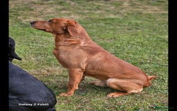 Labrador Retriever dogs for sale: KC REG Stunning Litter Fully Health Tested Parents - Image 5