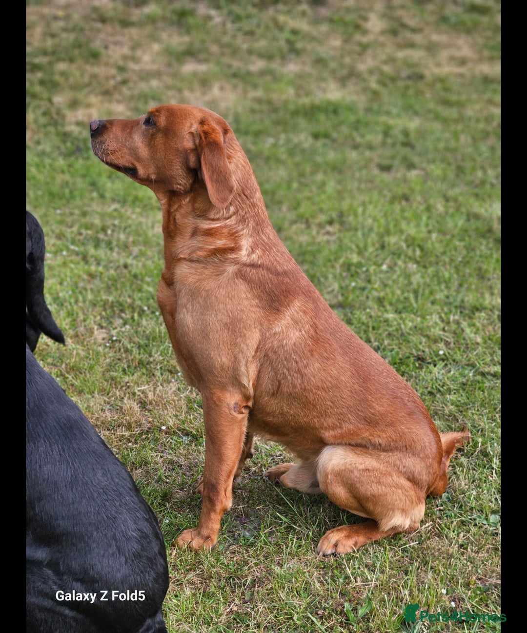 Labrador Retriever dogs for sale: KC REG Stunning Litter Fully Health Tested Parents - Image 5