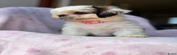 Shih Tzu dogs for sale: 🐶 Beautiful Shih Tzu Puppies for Sale 🐶 - Advert 16