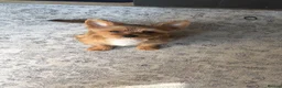 Yorkshire Terrier dogs for sale:  Yorkshire Terrier Puppy - Advert 3