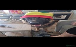 German Longhaired Pointer dogs for sale: German Shepherd Rehoming  - Image 13