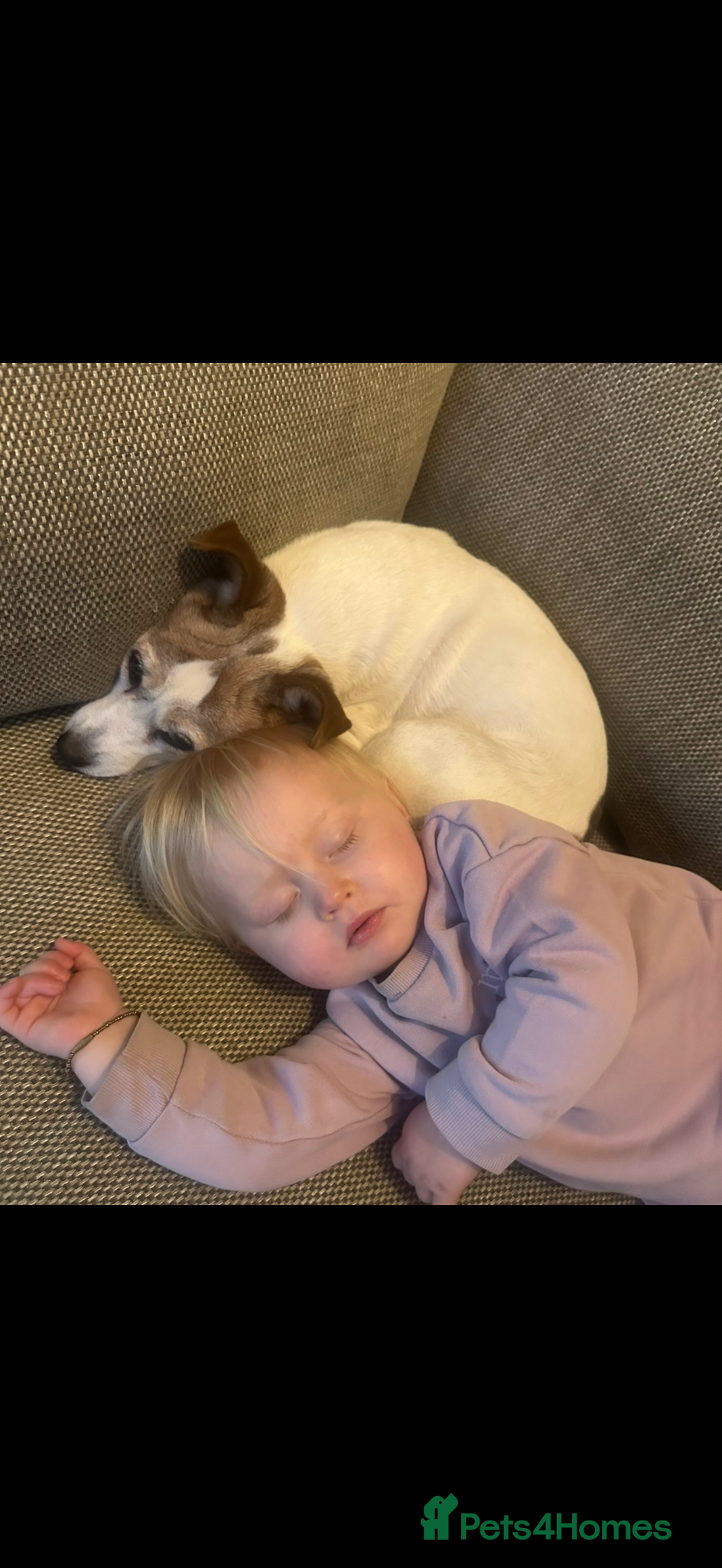 Jack Russell dogs Jack russel  - Advert 16