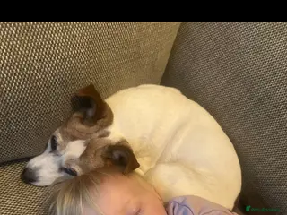 Jack Russell dogs Jack russel - Advert 16