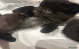 Ragdoll cats for sale: Mixed Ragdolls  - Image 12