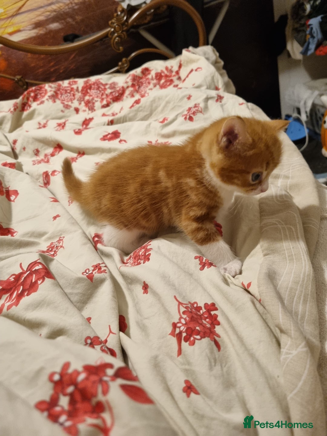 RagaMuffin cats for sale: Gorgeous RagamuffinX  - Advert 6