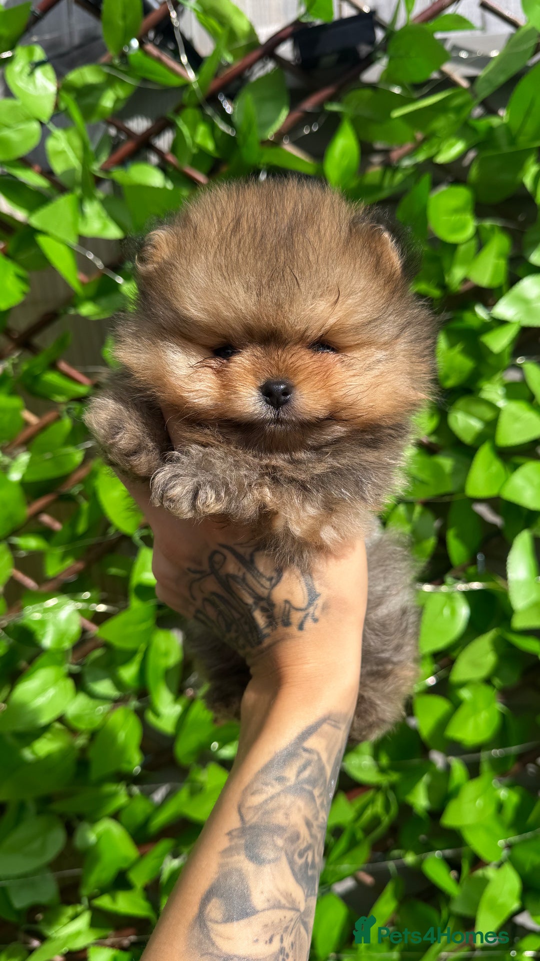 Pomeranian dogs for sale: LOOKING FOR THEIR FOREVER HOME ❤️ - Image 9
