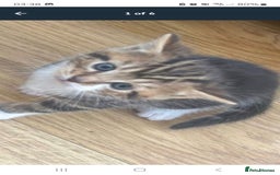 Mixed Breed cats for sale: Only one wee boy left  - Image 16