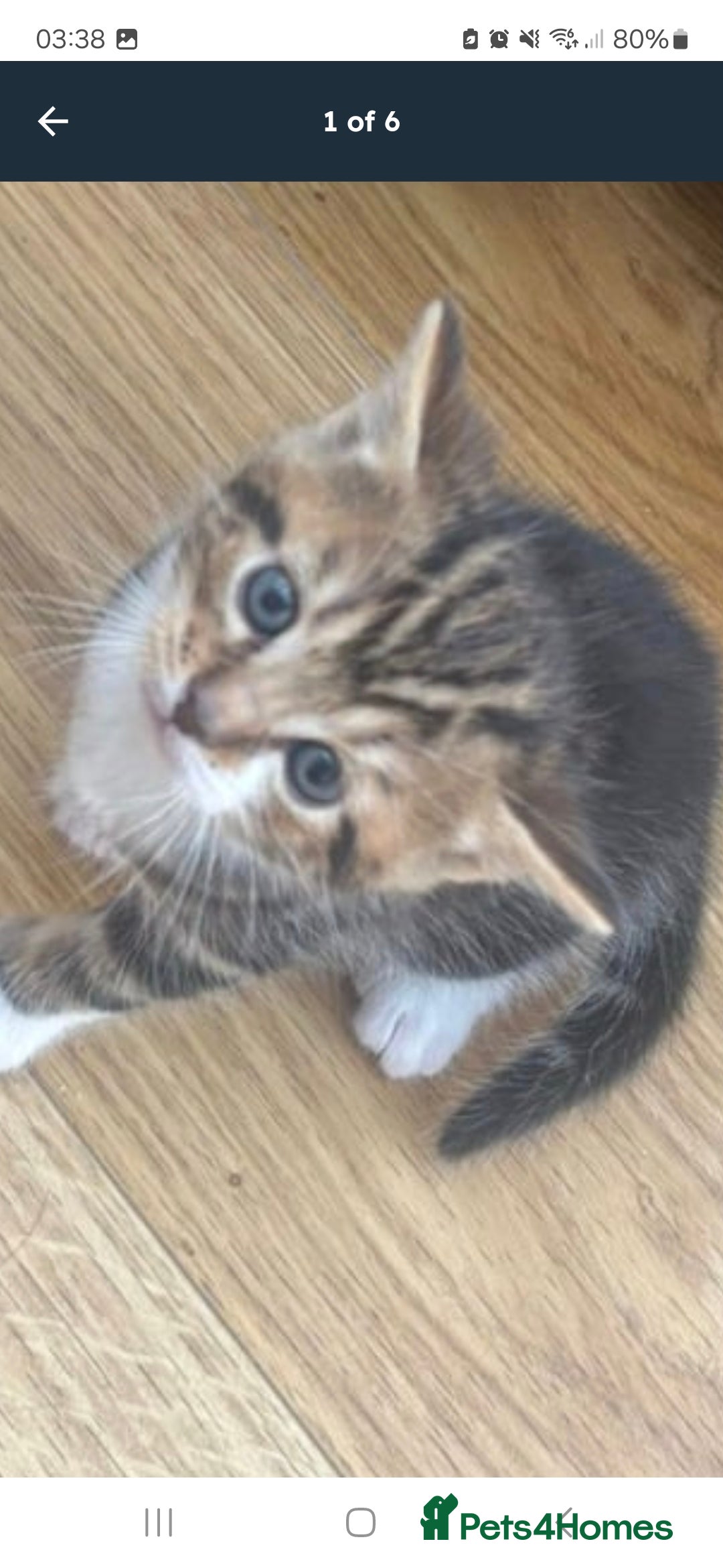 Mixed Breed cats for sale: Only one wee boy left  - Image 16