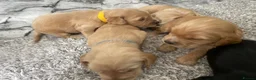 Cockerdor dogs for sale: Cockerdor Puppys 🐾 - Advert 12