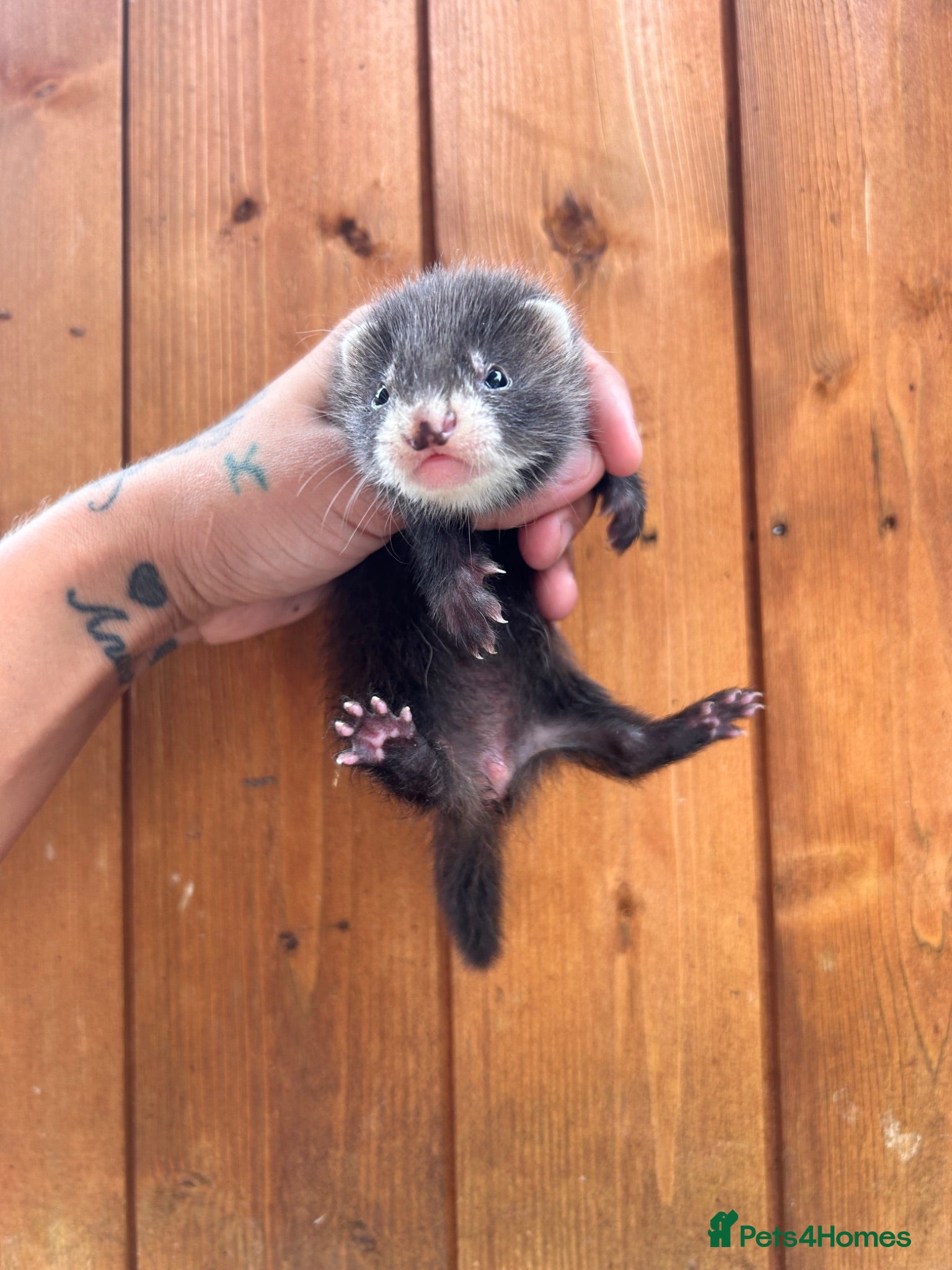 Ferret rodents 1 semi hob and 3 pedigree angora jills To reserve - Advert 7