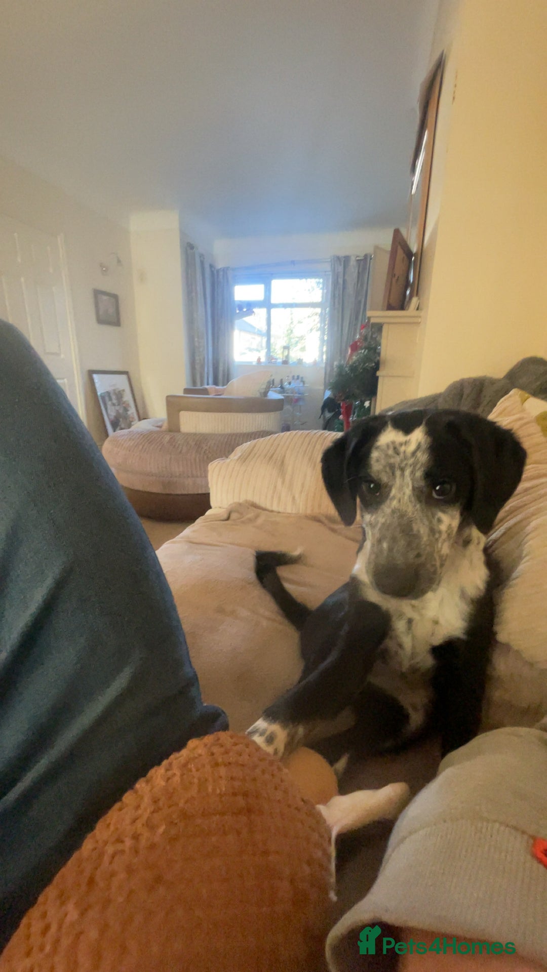 Mixed Breed dogs for sale: Gorgeous 6 month old sprollie puppy.  - Advert 5