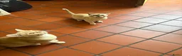 Burmese cats for sale: Pedigree Burmese Red male - Advert 2