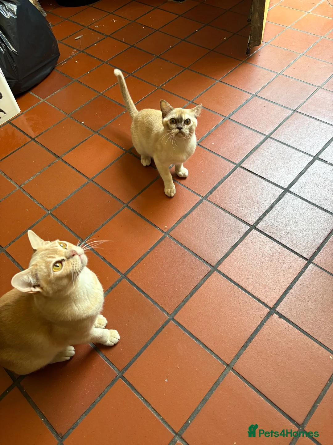 Burmese cats for sale: Pedigree Burmese Red male - Advert 2