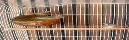 Finches birds for sale: Zebra finch babies in Doncaster - Advert 2