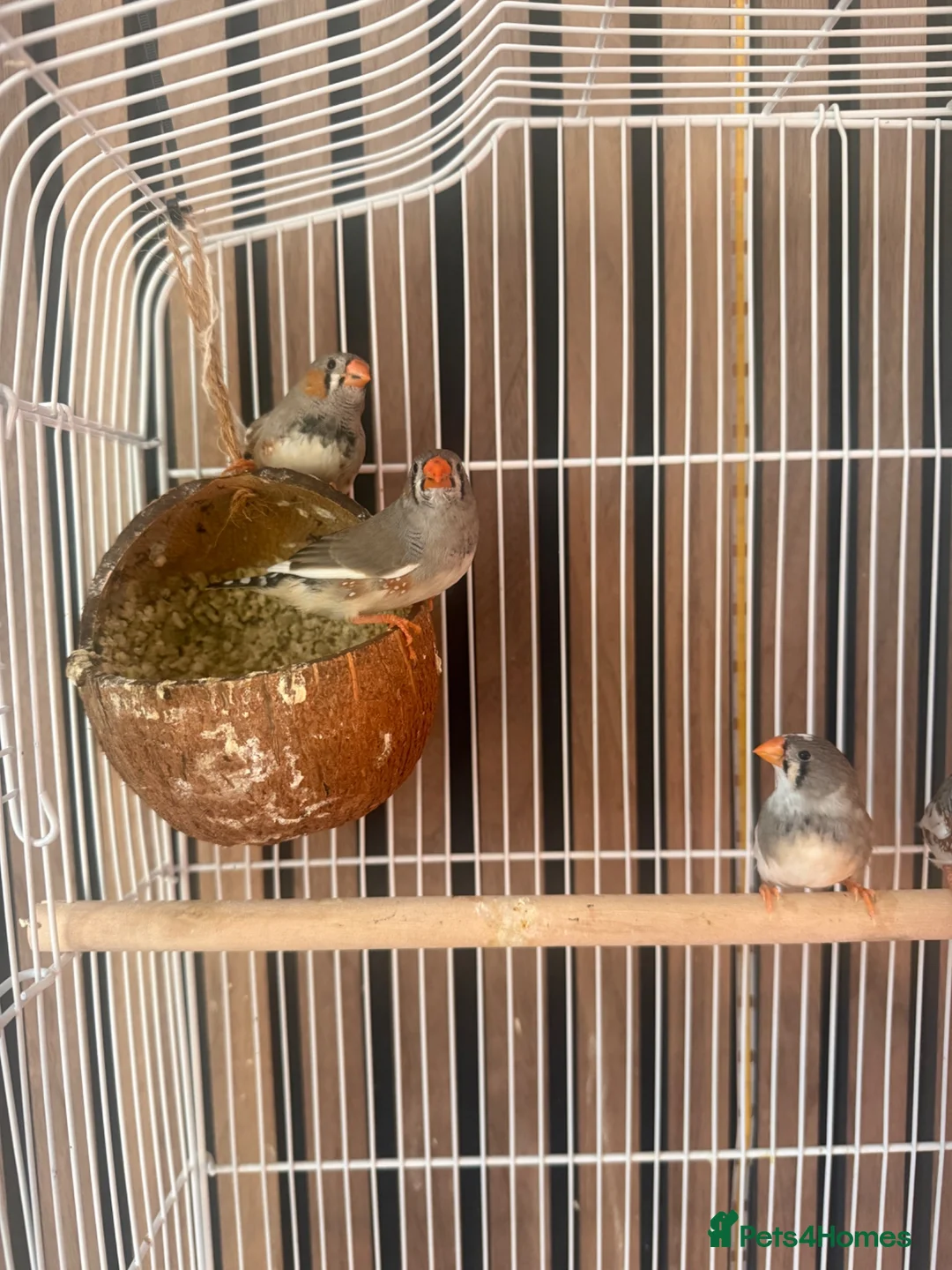 Finches birds for sale: Zebra finch babies in Doncaster - Advert 2