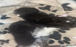 Maine Coon cats for sale: Maine coon and long haired domestic  - Image 3