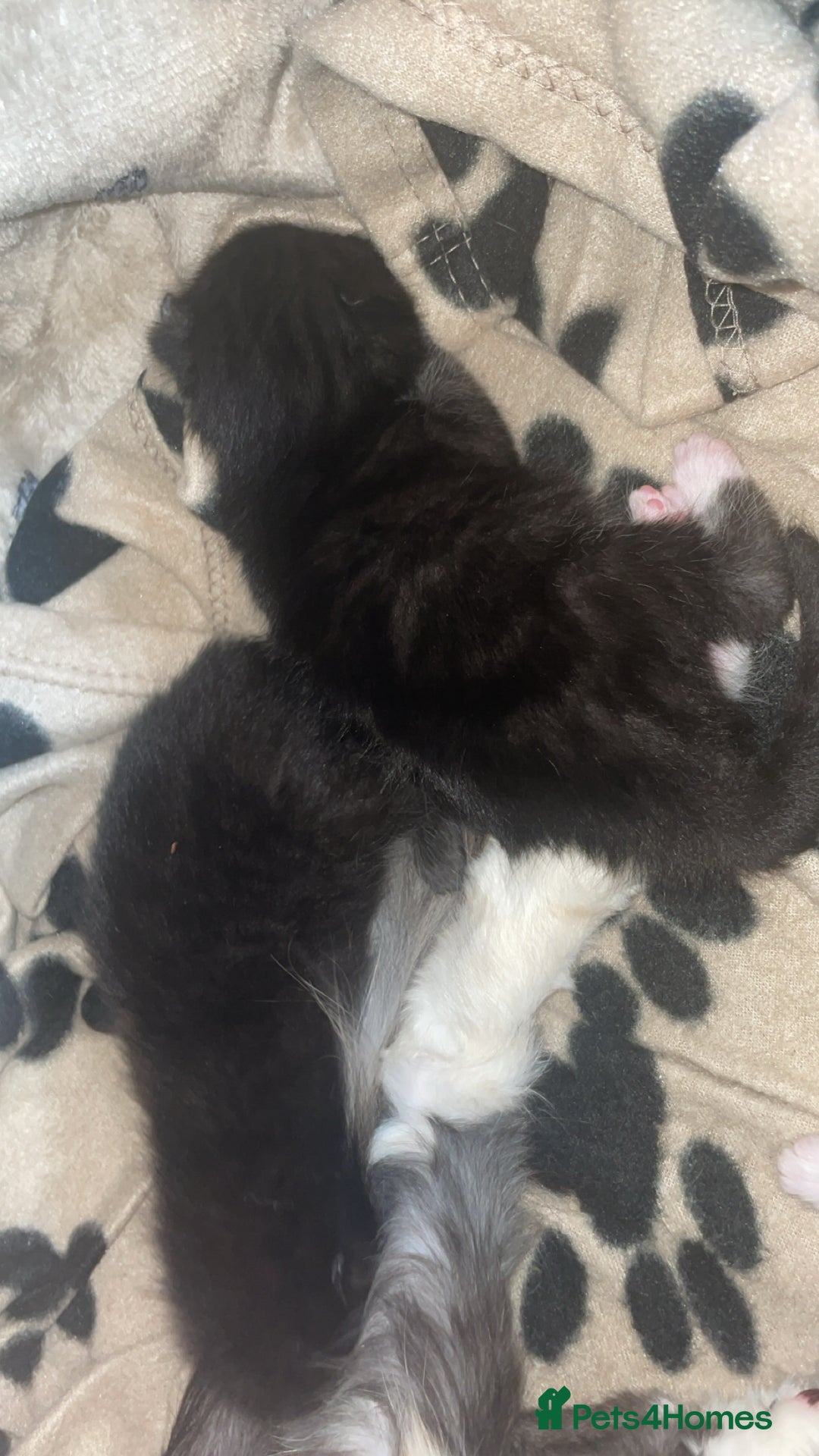 Maine Coon cats for sale: Maine coon and long haired domestic  - Image 3