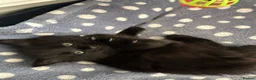 Russian Blue cats for sale: Gorgeous healthy loving kittens - Advert 12