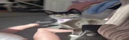 Mixed Breed cats for sale: Female kitten  in Preston - Advert 3
