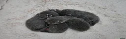 Russian Blue cats for sale: GCCF REGISTERED RUSSIAN BLUE KITTENS  - Advert 9