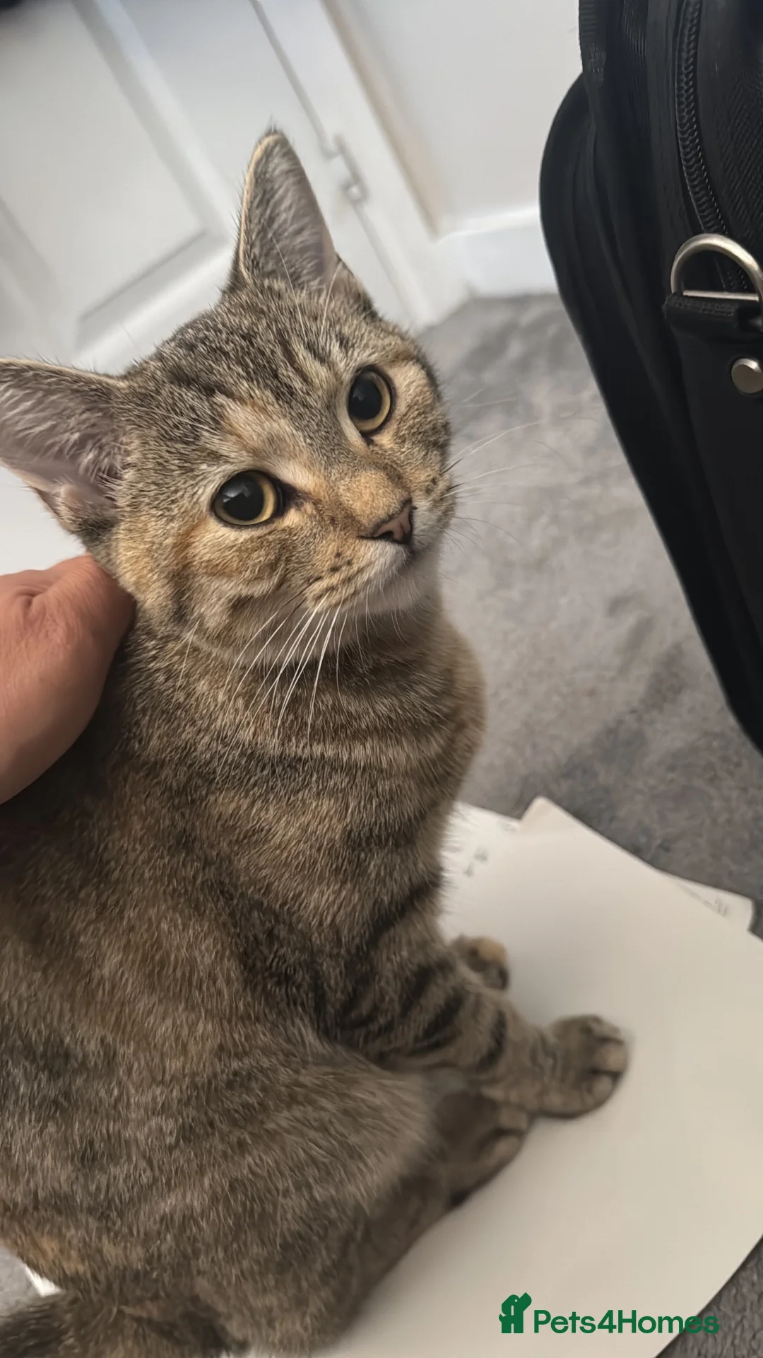 Mixed Breed cats for sale: Beautiful and friendly Tabby cat - Advert 2