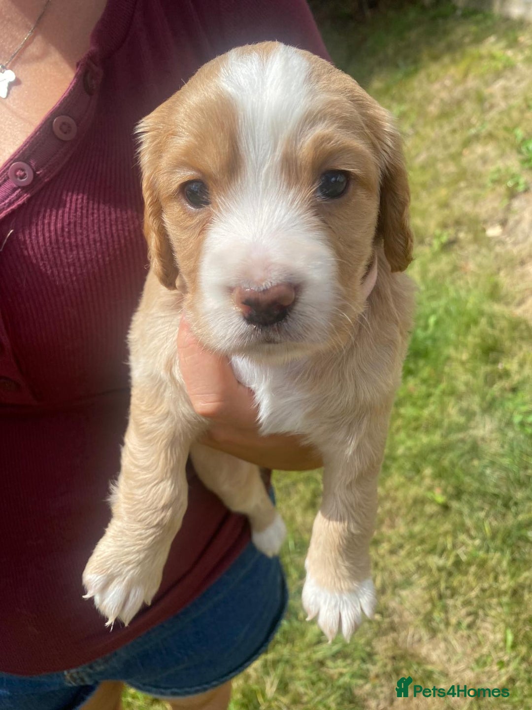 Cocker Spaniel dogs for sale: Golden & Red Working Cocker Spaniel Puppies - Image 8