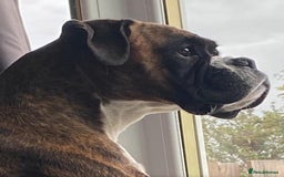 Boxer dogs for sale: Gorgeous Boxer Puppies  - Image 6