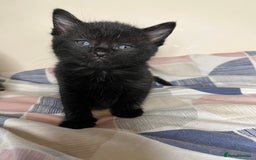 Mixed Breed cats for sale: 🐾 Adorable Litter of 5 Playful Kittens  - Image 17