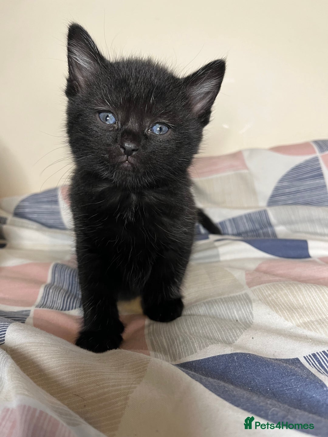 Mixed Breed cats for sale: 🐾 Adorable Litter of 5 Playful Kittens  - Image 17