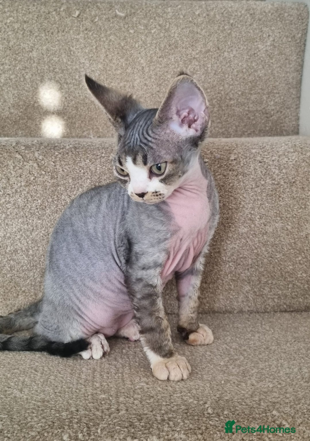 Devon Rex cats for sale: ❤️🐱Brown mackerel tabby Devon Rex ❤️🐱 - Advert 11