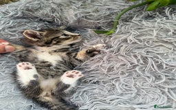 Mixed Breed cats for sale: Beautiful Mixed Breed kittens (plz see description - Image 20