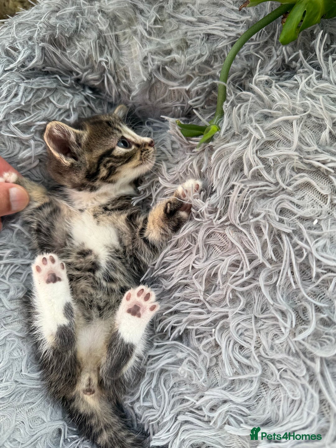 Mixed Breed cats for sale: Beautiful Mixed Breed kittens (plz see description - Image 20