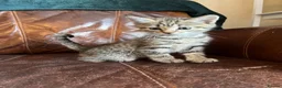 Domestic Shorthair cats for sale: Tabby kittens - Advert 4