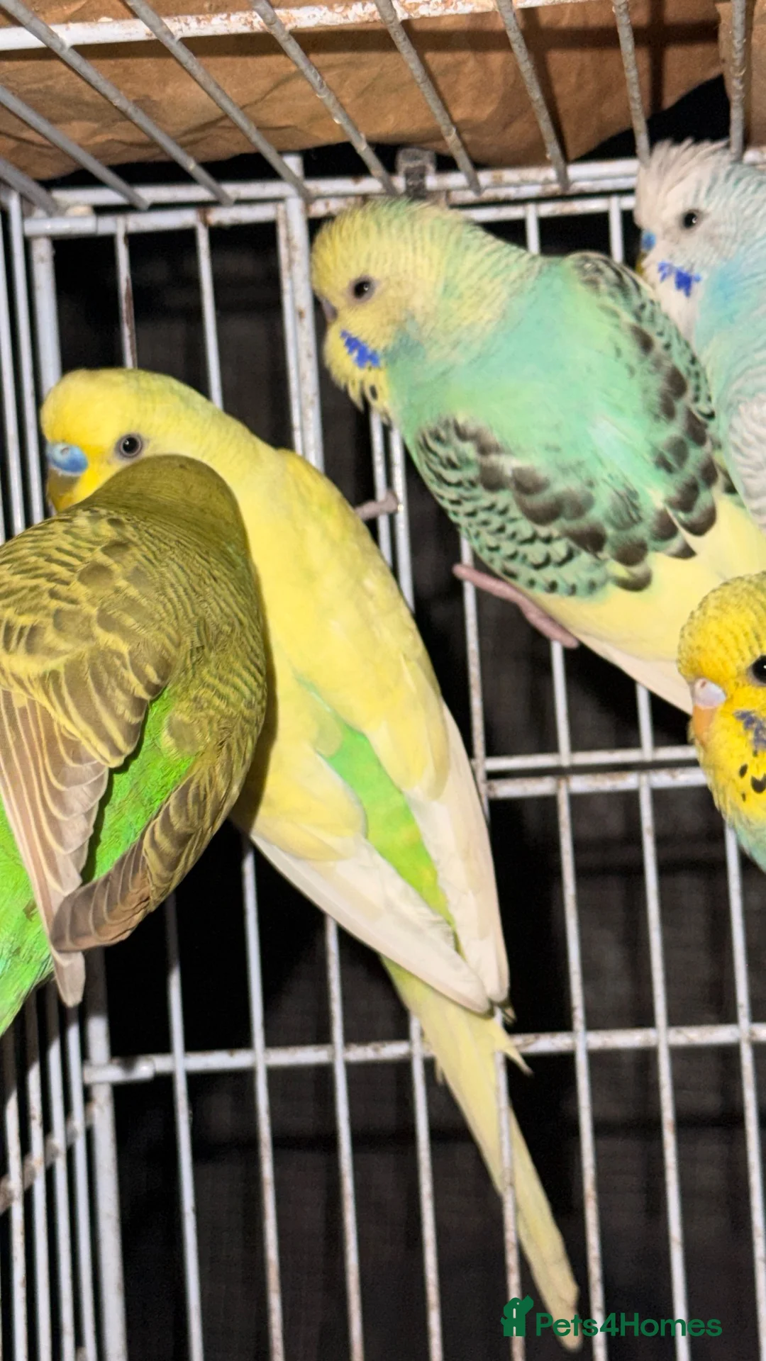 Budgerigars birds for sale: Mixed Budgies 6-12months male and frmale - Advert 2