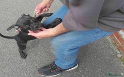 Staffordshire Bull Terrier dogs for adoption: Holistic homes needed for young staffies  - Advert 1