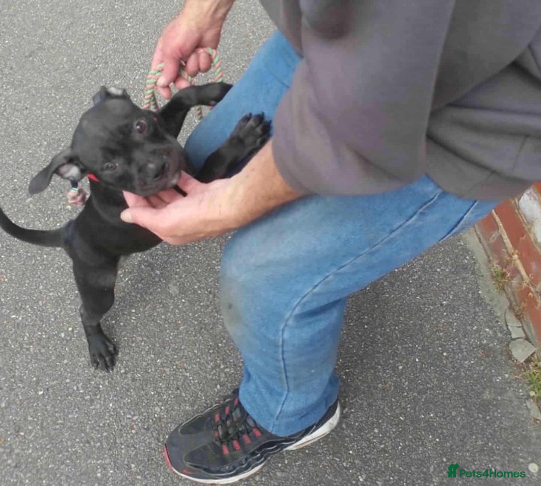 Staffordshire Bull Terrier dogs for adoption: Holistic homes needed for young staffies  - Advert 1