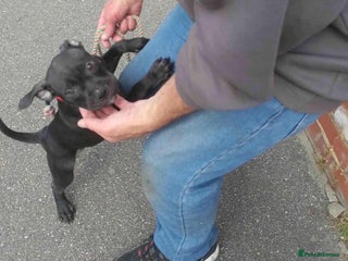 Staffordshire Bull Terrier dogs Holistic homes needed for young staffies - Advert 1