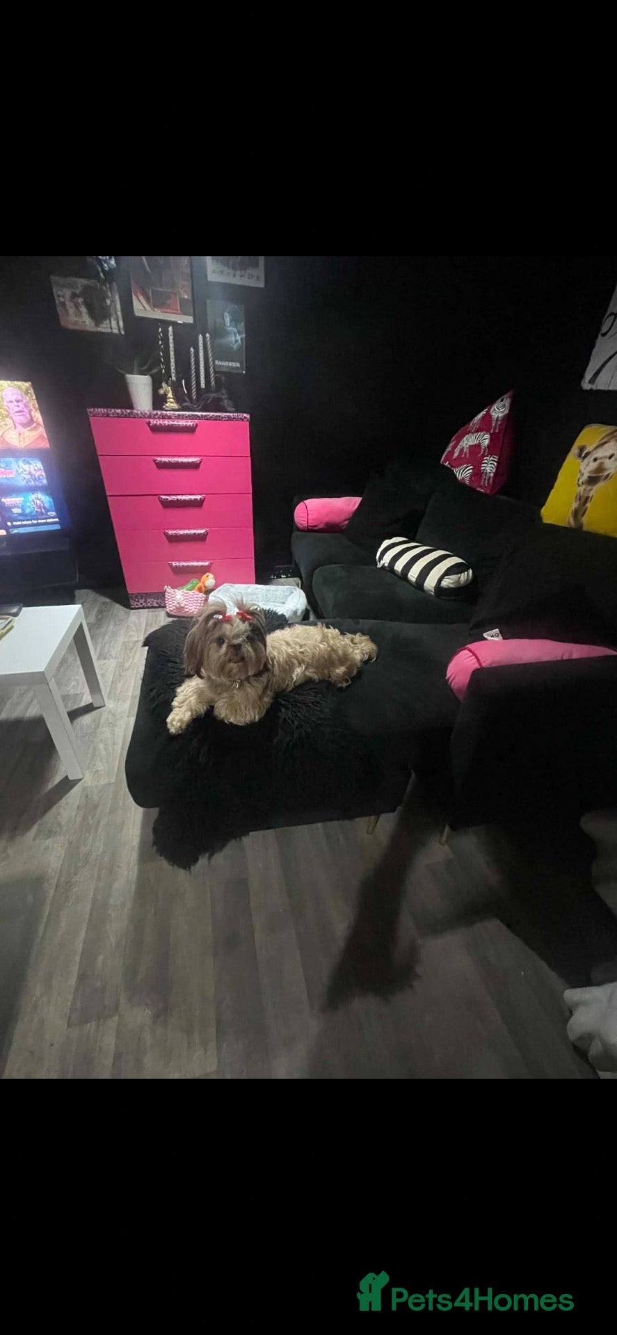 Shih Tzu dogs Beautiful Bunny - Advert 1
