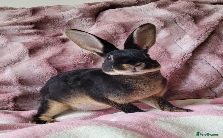 Rex rabbits - Advert 1
