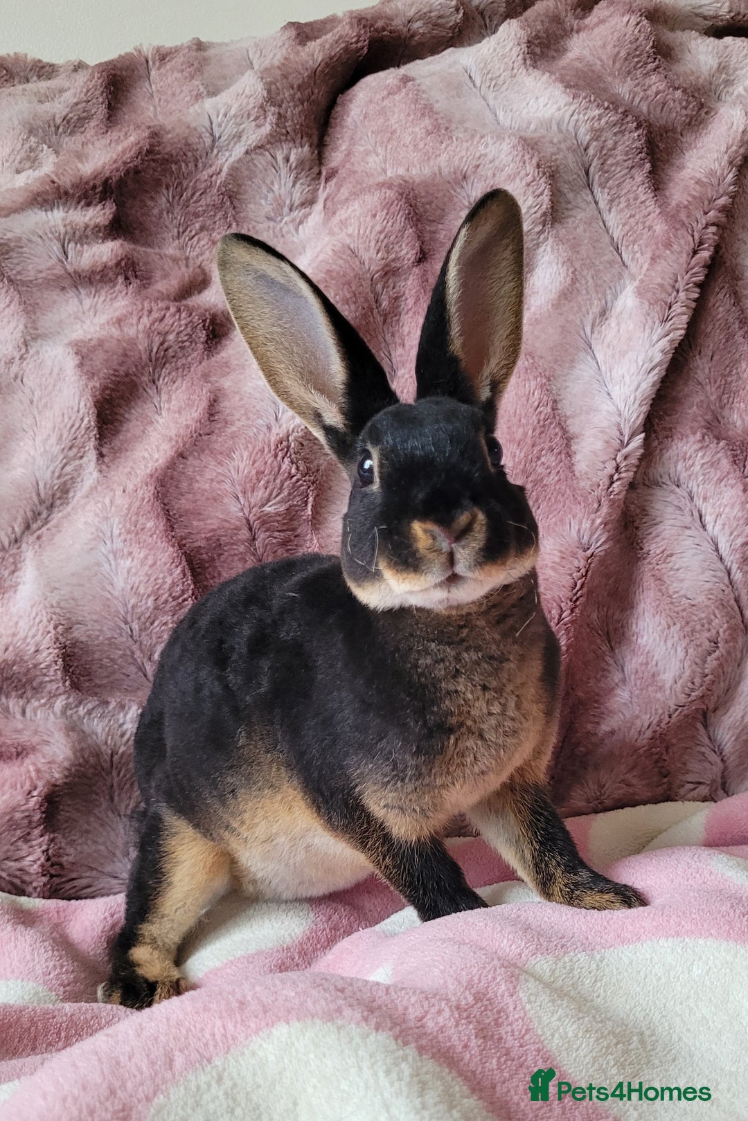 Rex rabbits for sale: Mini Rex babies- various colours & ages - Image 1