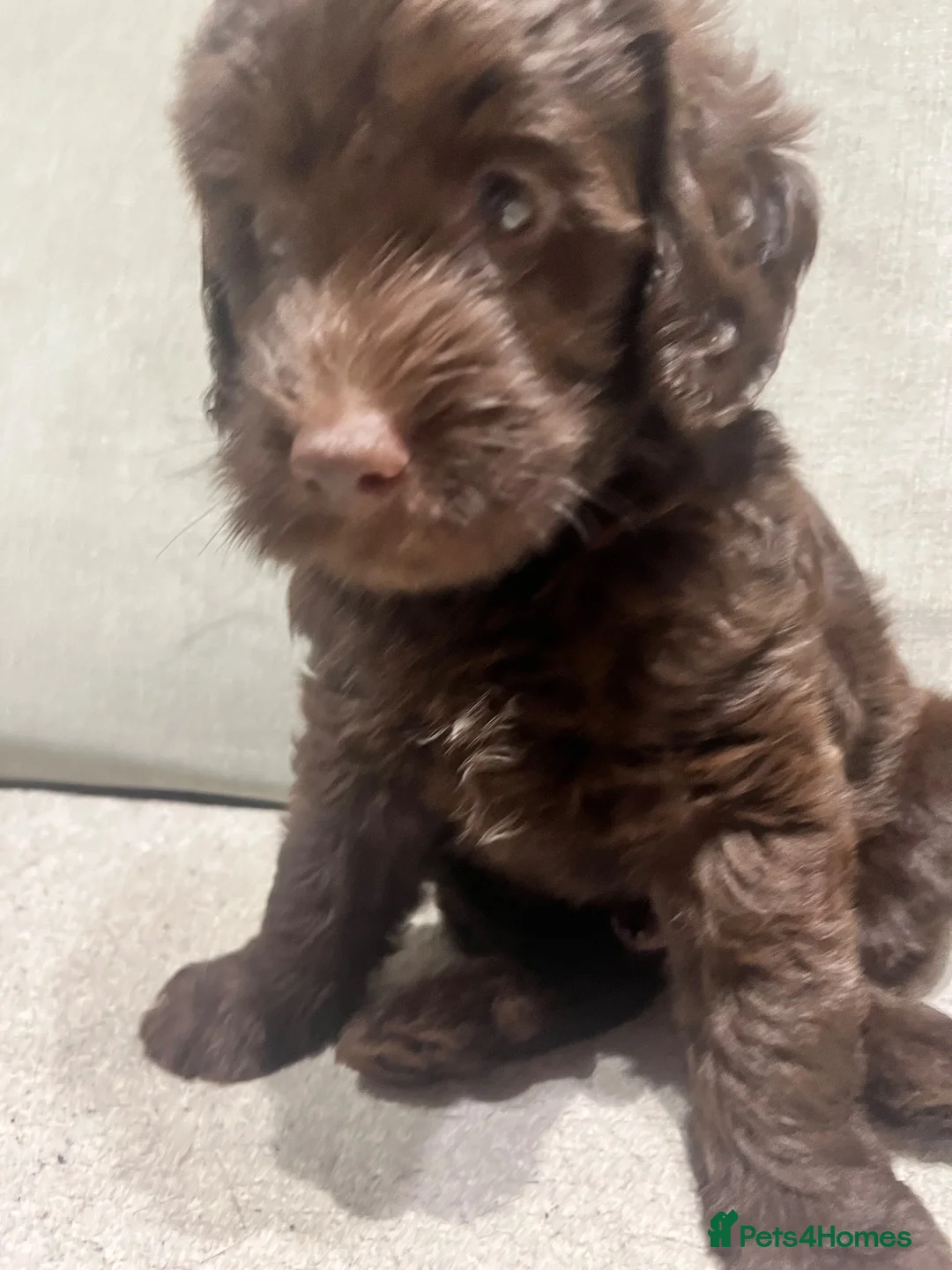 Labradoodle dogs for sale: * READY* MiniF1B Labradoodle - Advert 1