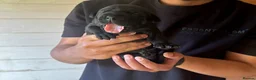 Bandog dogs for sale: Bandogge pups  - Advert 24